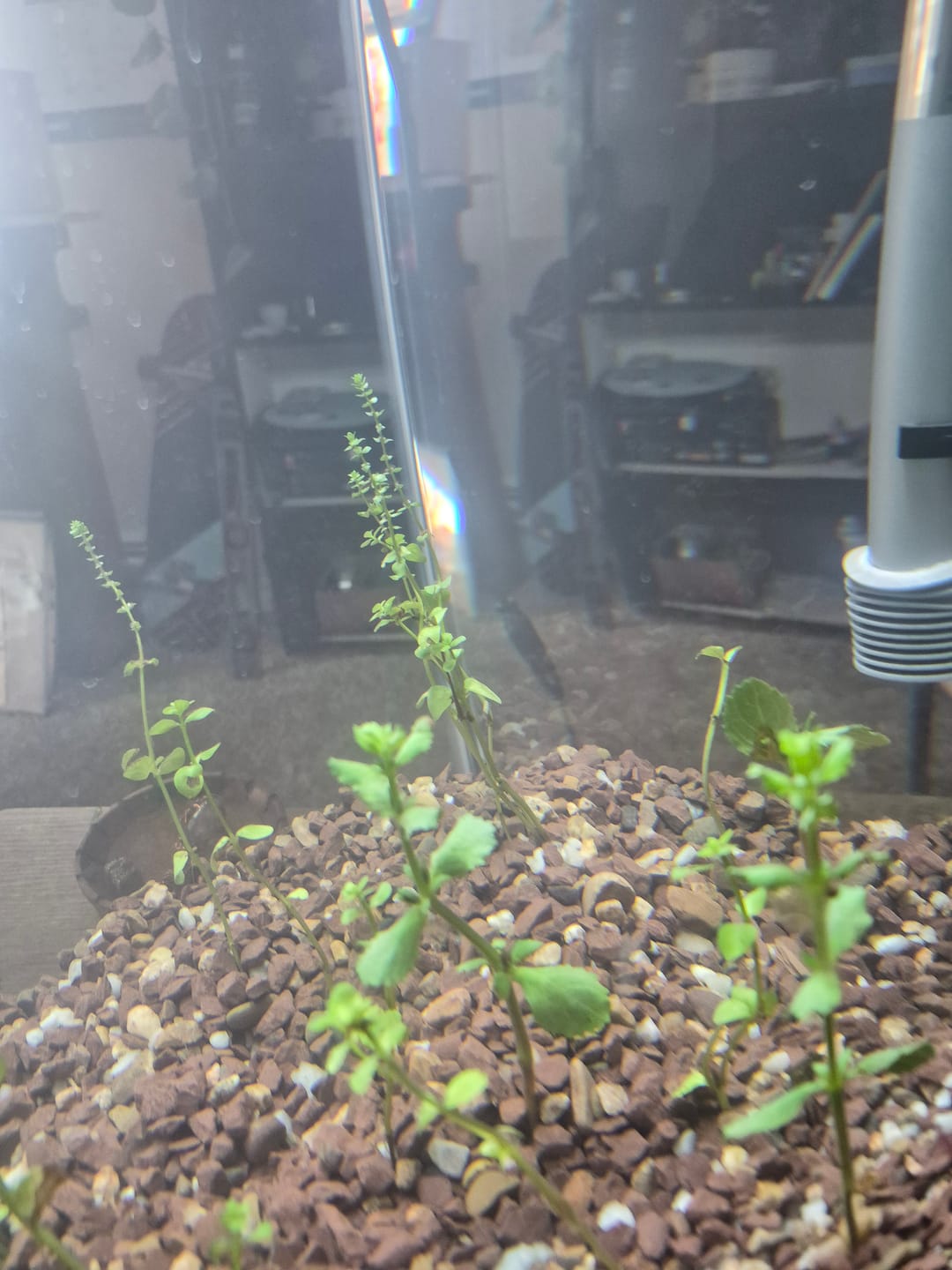 Customer photo review of Water Wisteria (Hygrophila difformis)