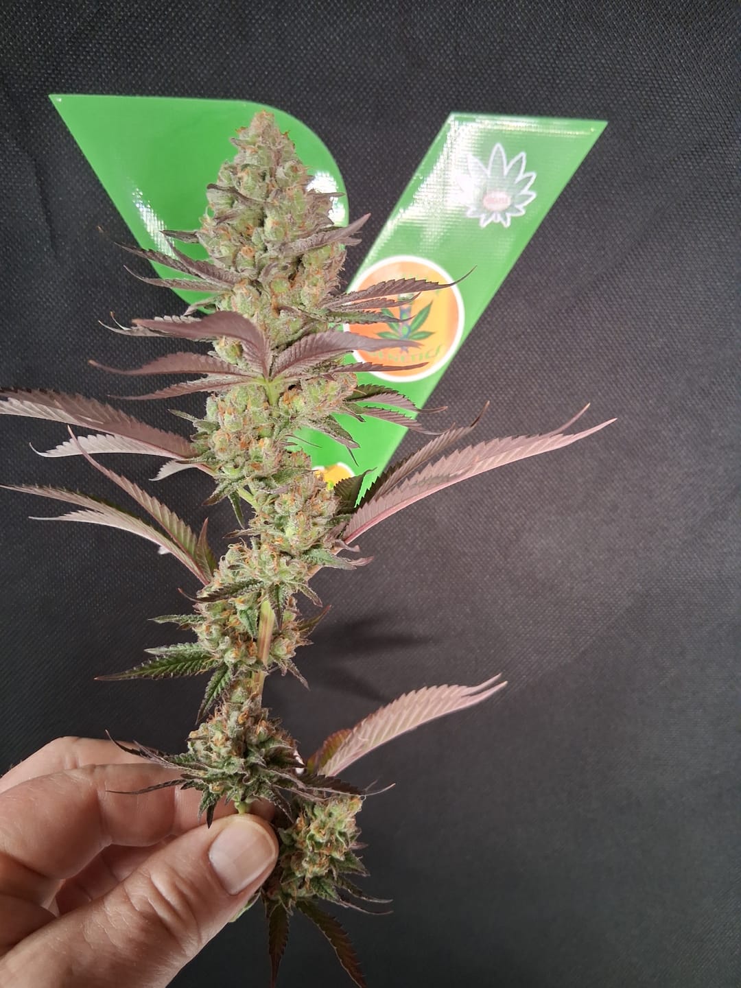 Customer photo review of Super Boof Seeds