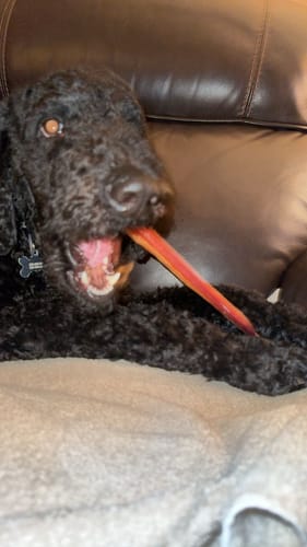 Customer's happy black dog chewing on a 12 Inch Monster Bully Stick while resting on a couch.