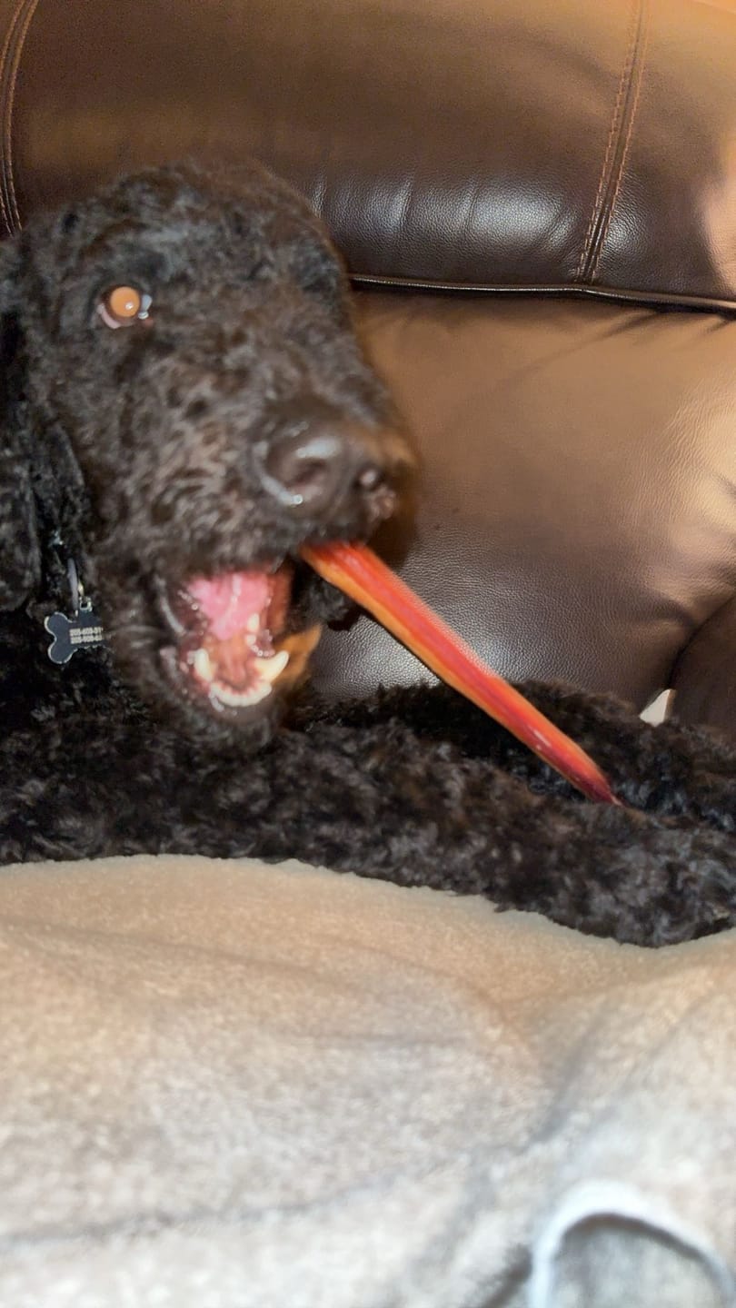 Customer photo review of 12 Inch Monster Bully Stick