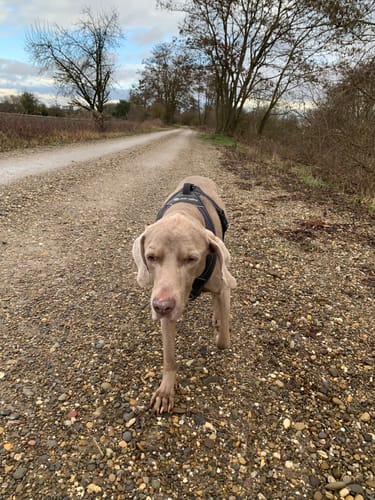 Le chien d'un client profitant d'une balade après avoir pris le complément articulations.