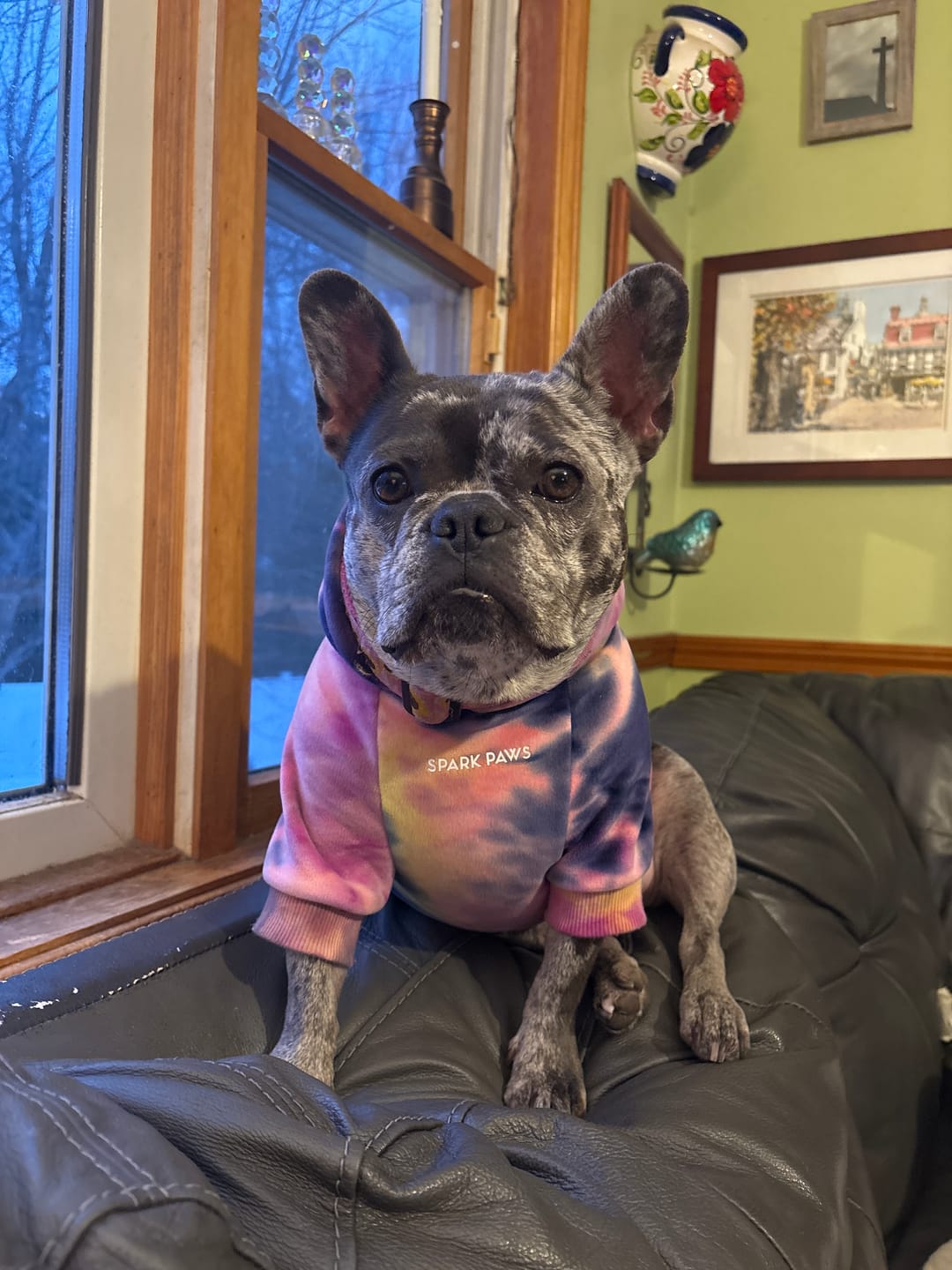 Customer photo review of Velvet Dog Hoodies