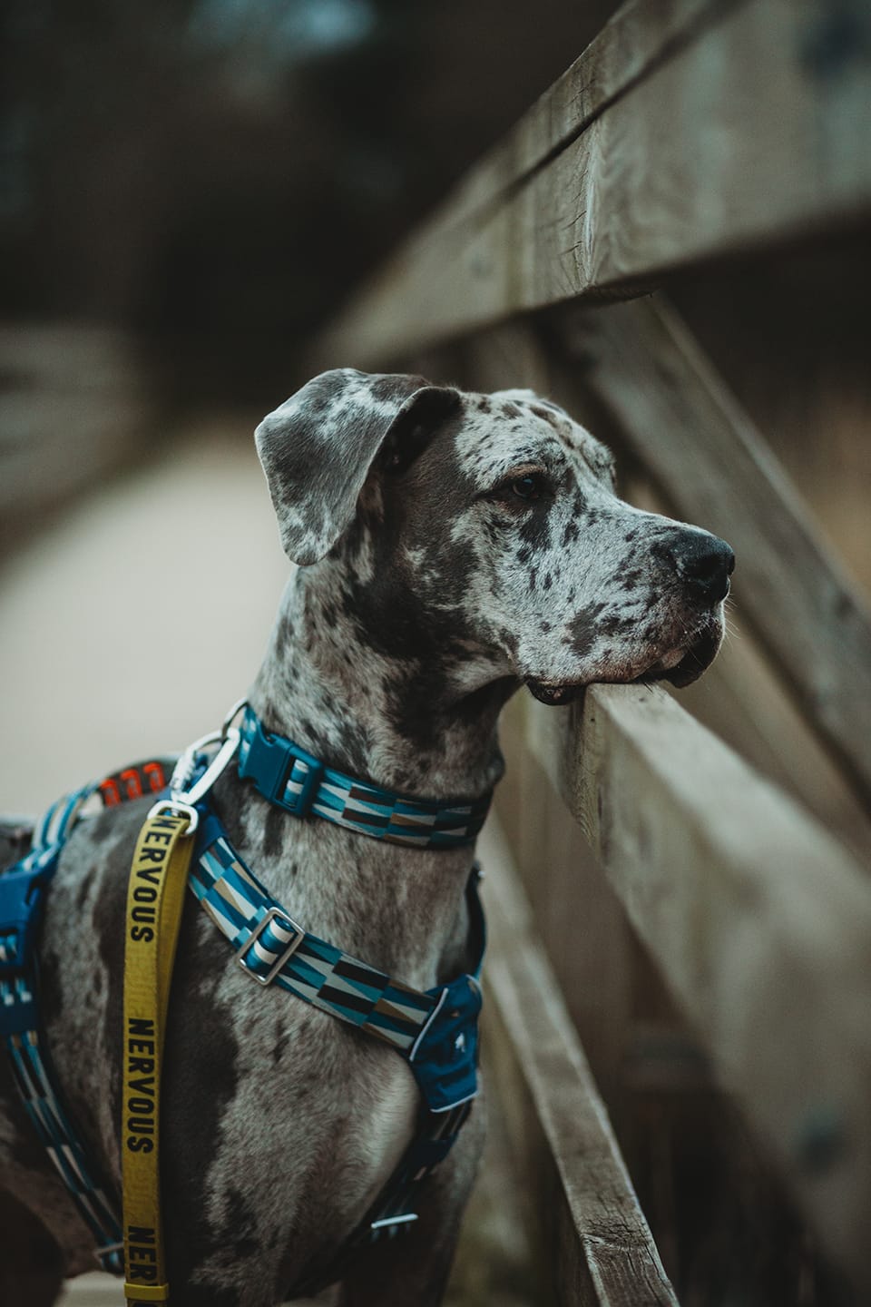 Customer photo review of Awareness Multi-Way Lead