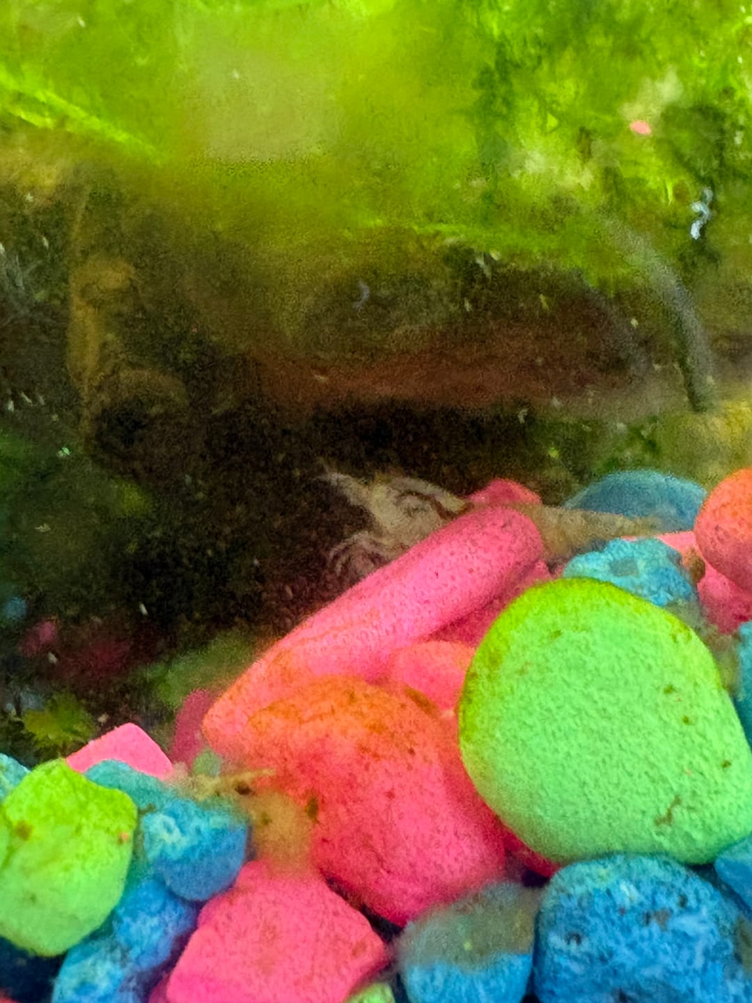 Customer photo review of Golden Bee Shrimp "NEW"