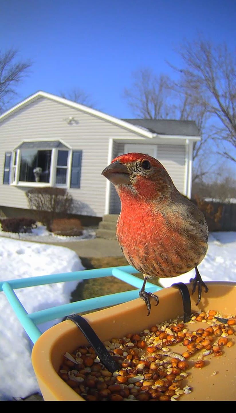 Customer photo review of Birdfy Feeder Rookie - Beginner-Friendly Smart Bird Feeder Green