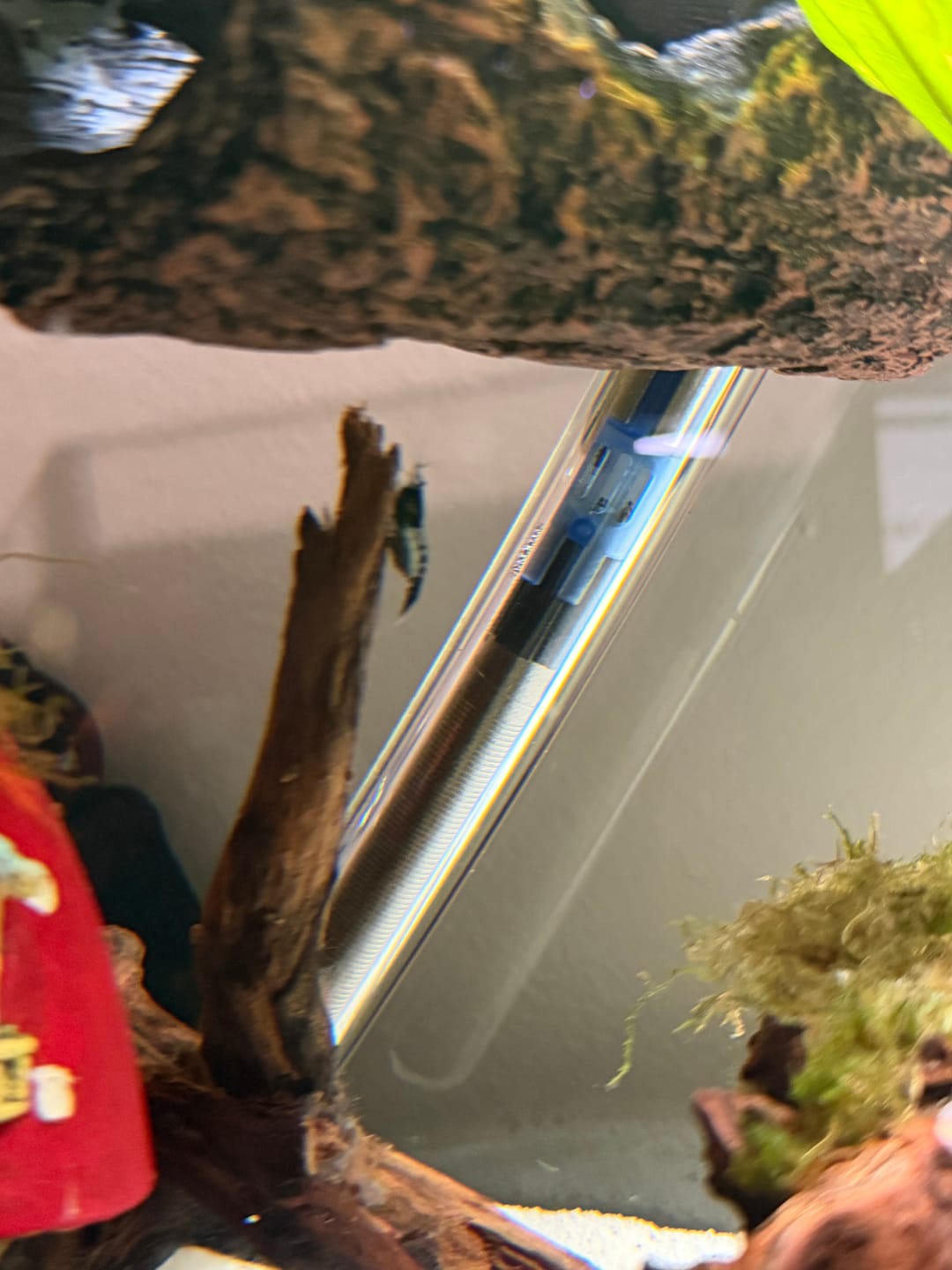 Customer photo review of Carbon Rili Shrimp