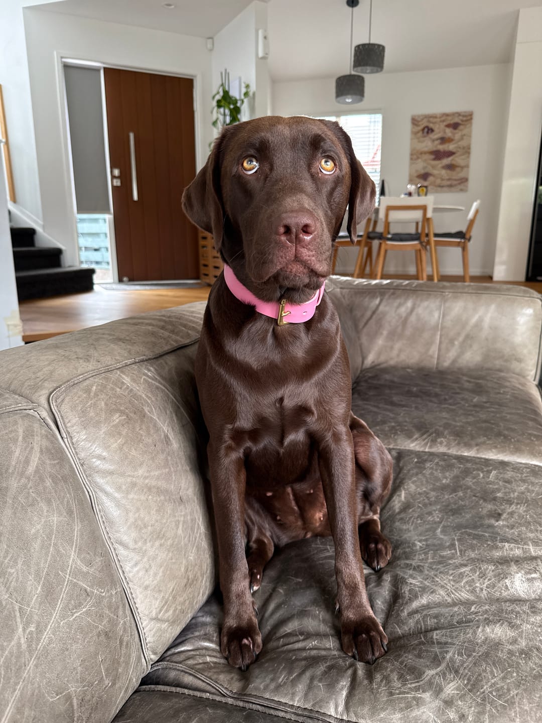 Customer photo review of Classic Buckle Leather Dog Collar - Custom Sized