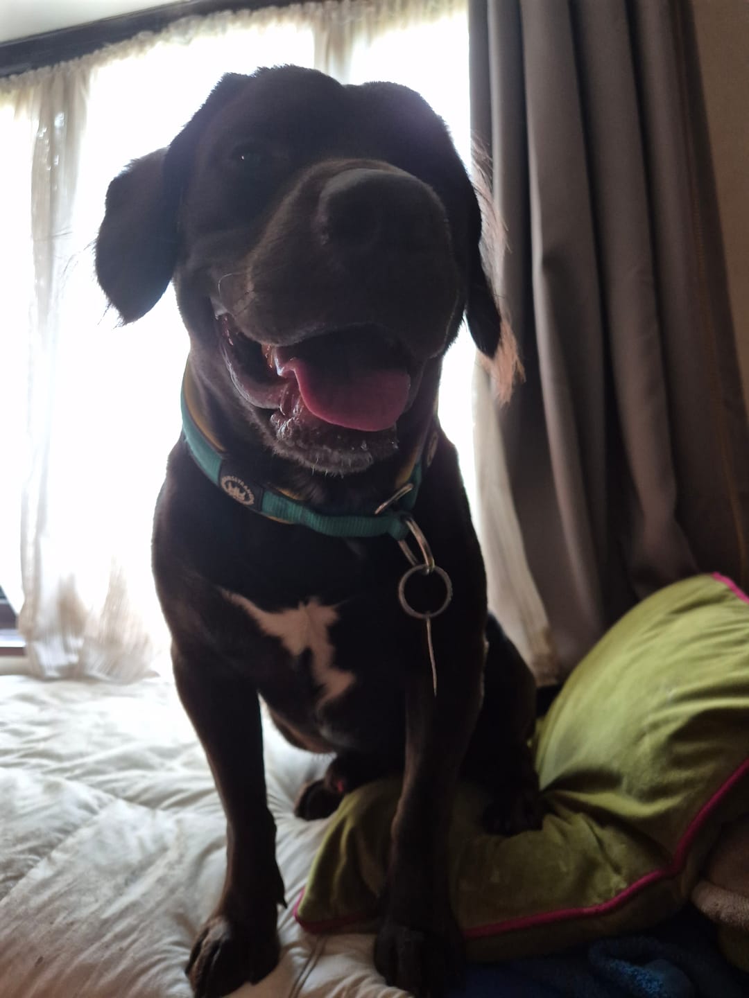 Customer photo review of 4cm Slip on Collar | Foam Padded - Turquoise x Yellow