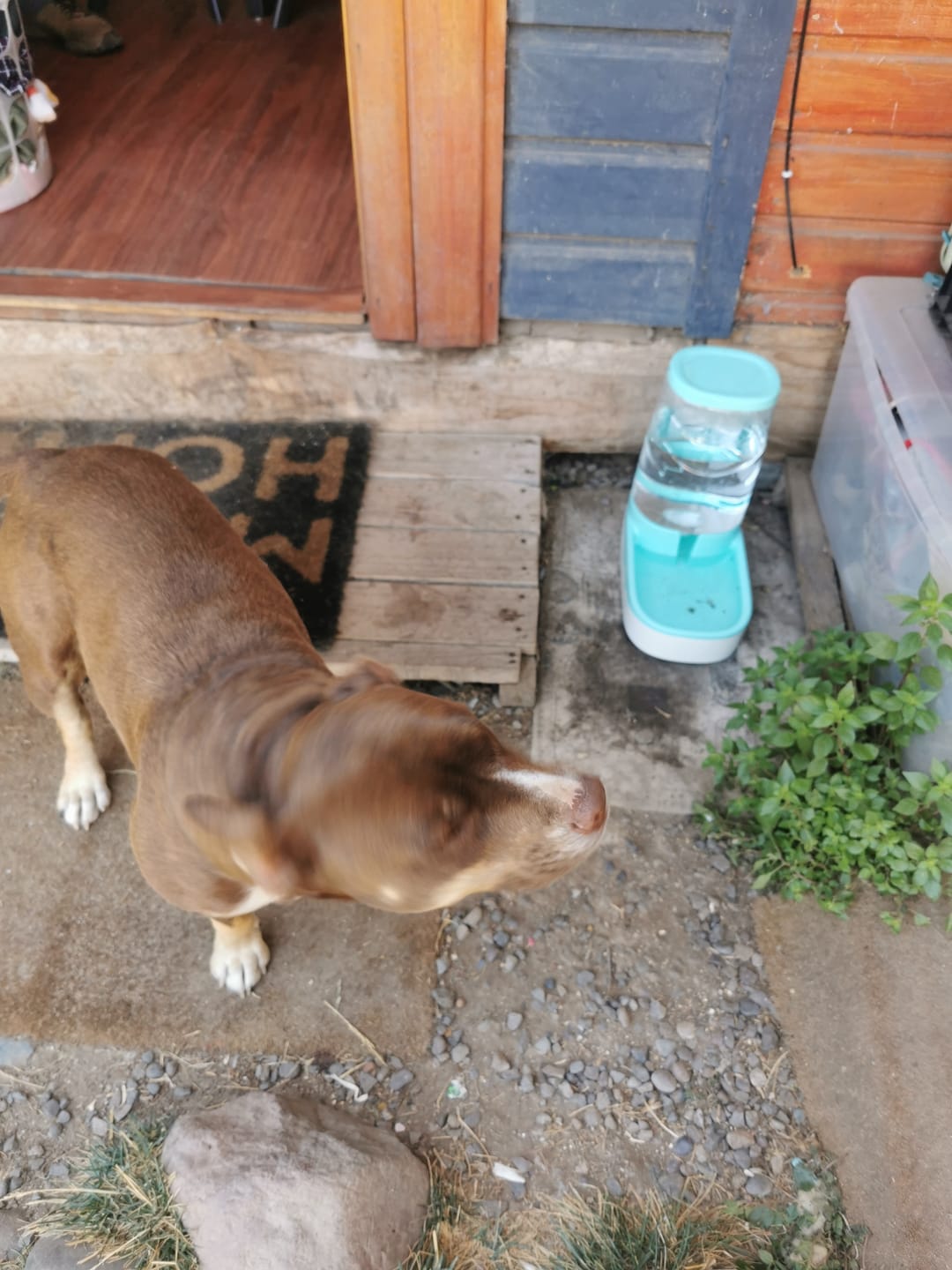 Customer photo review of Bebedero dispensador para perros y gatos Buen Amigo