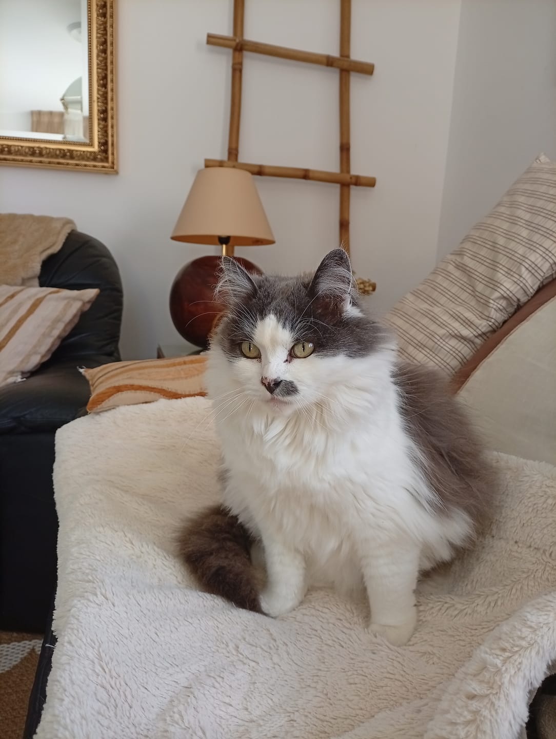 Customer photo review of Grain Free Cat Adult