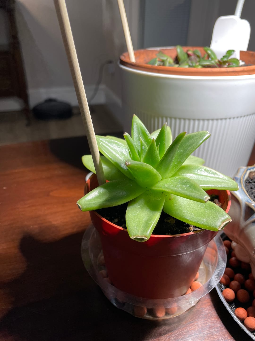 Customer photo review of Plant Care Kit for Indoor Plants