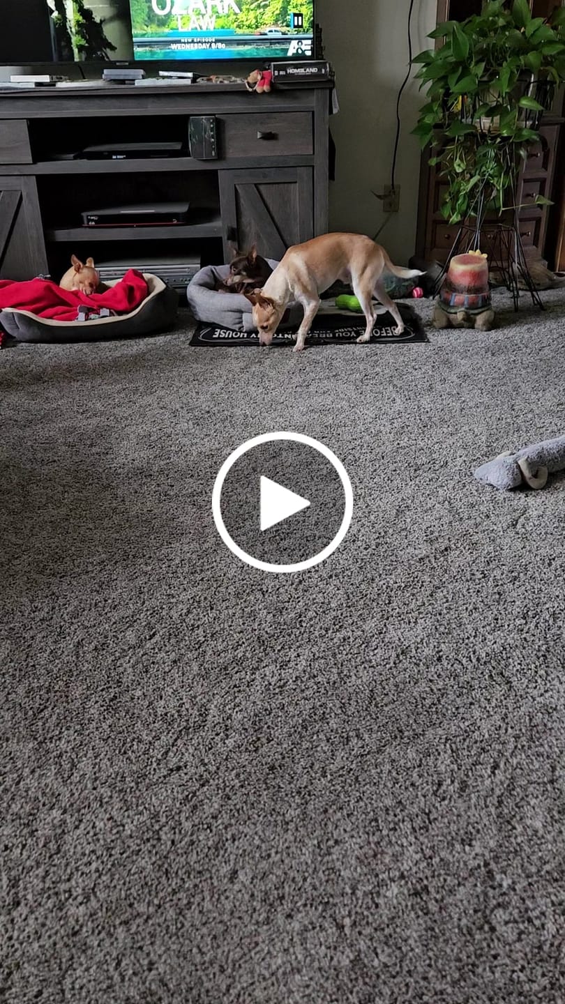Customer video review of Vitality Grain Free