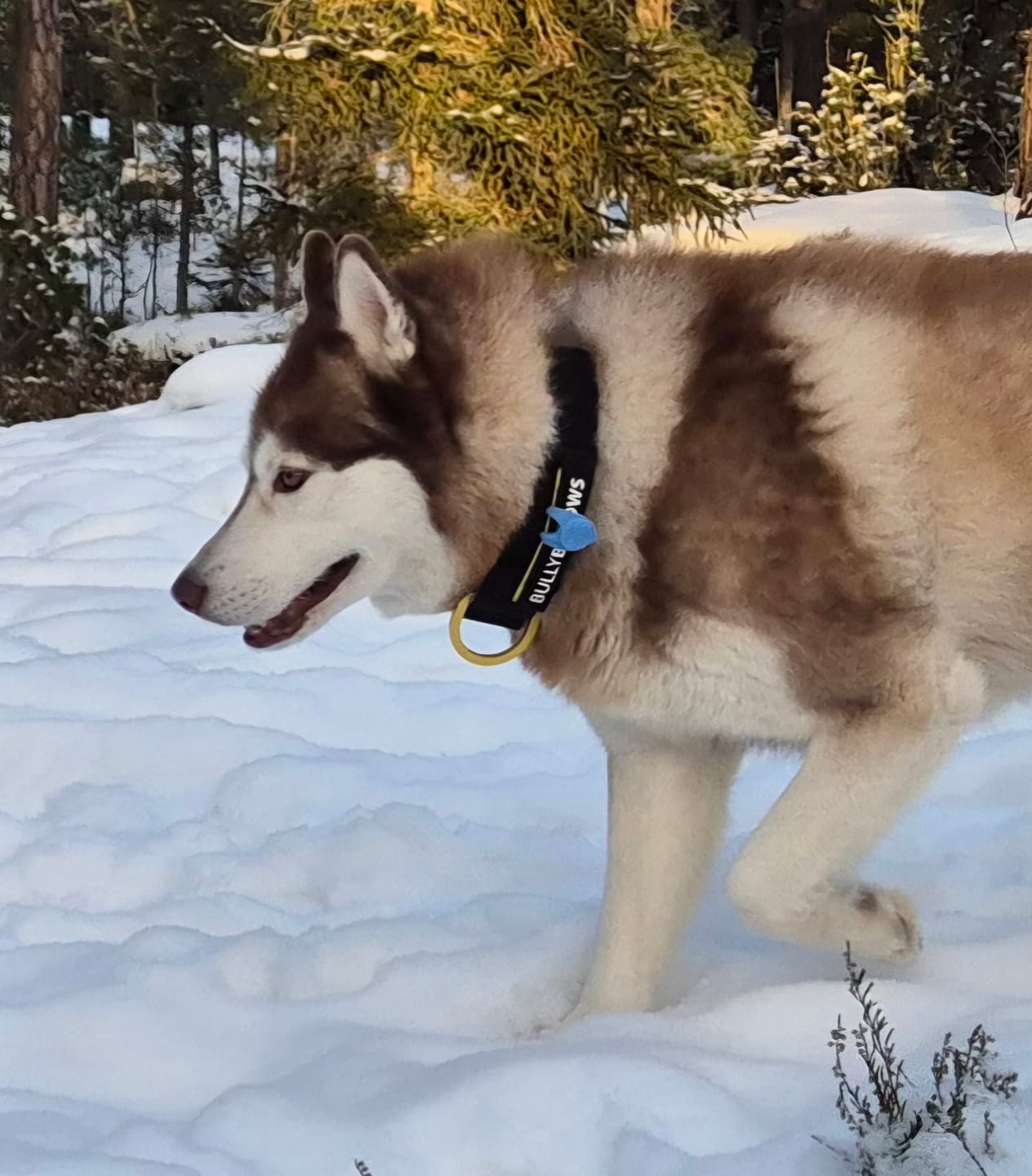 Customer photo review of 5cm Lighter Combat® Collar | With Handle Secure Clip - Black x Yellow
