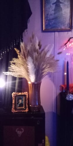 Customer photo review of Clearance Bulk 17" 100 Pcs Pampas Grass Decor Bunny Tails Dried Flowers Arrangements Wholesale