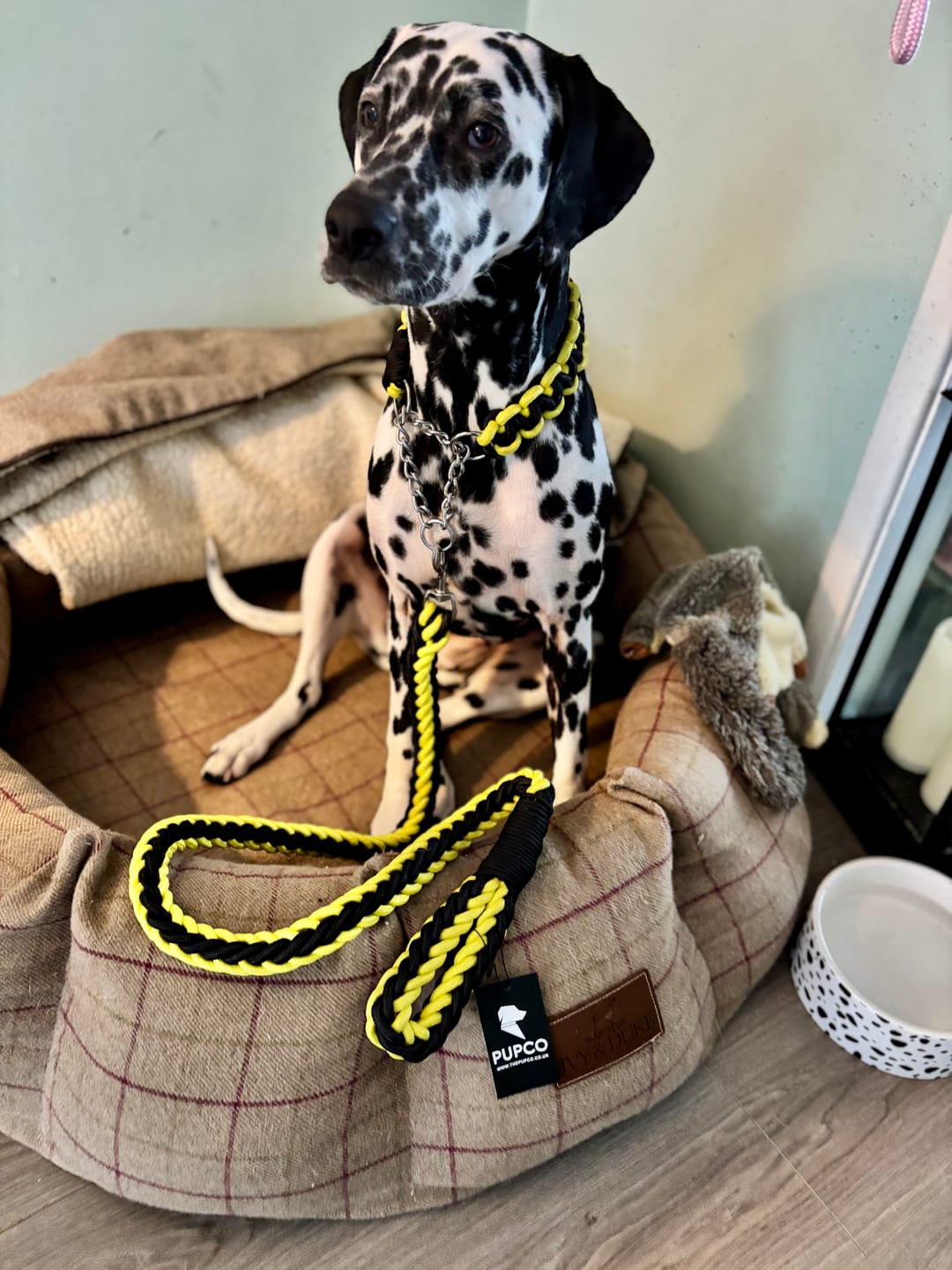 Customer photo review of Paracord Rope Lead Set - Two tone colour