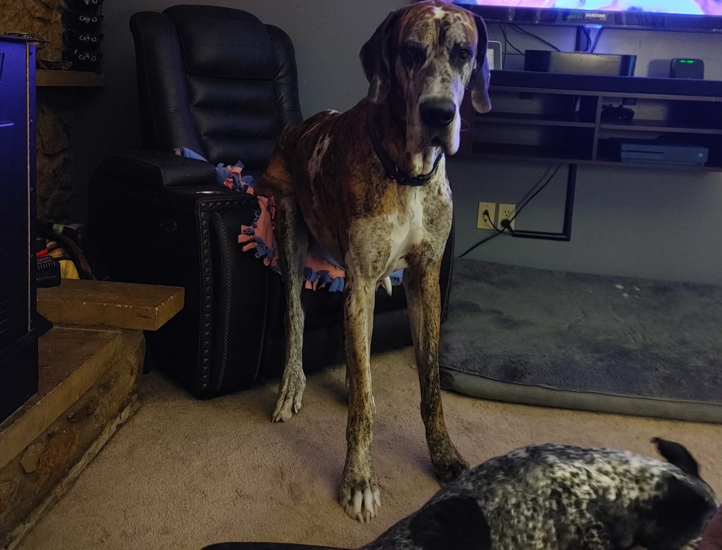 Customer photo review of Seizures - Dogs