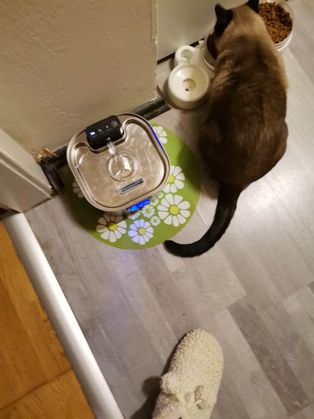 Customer photo review of PfotenBrunnen™ - Katzenwasserspender