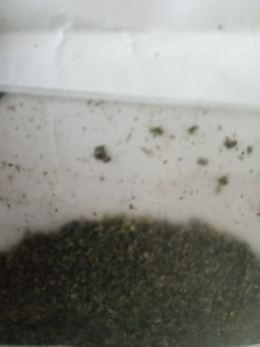 Customer photo review of Sugar Shake - 1oz