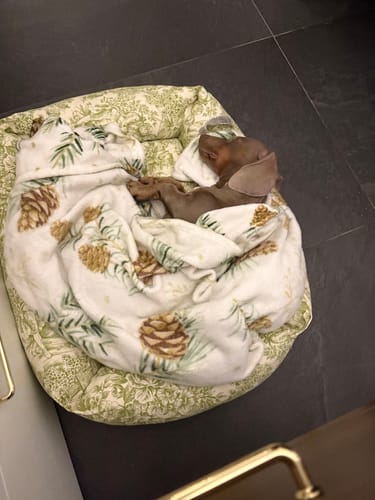 Customer photo review of Divanetto Panama Premium Toile de Jouy Verde Salvia