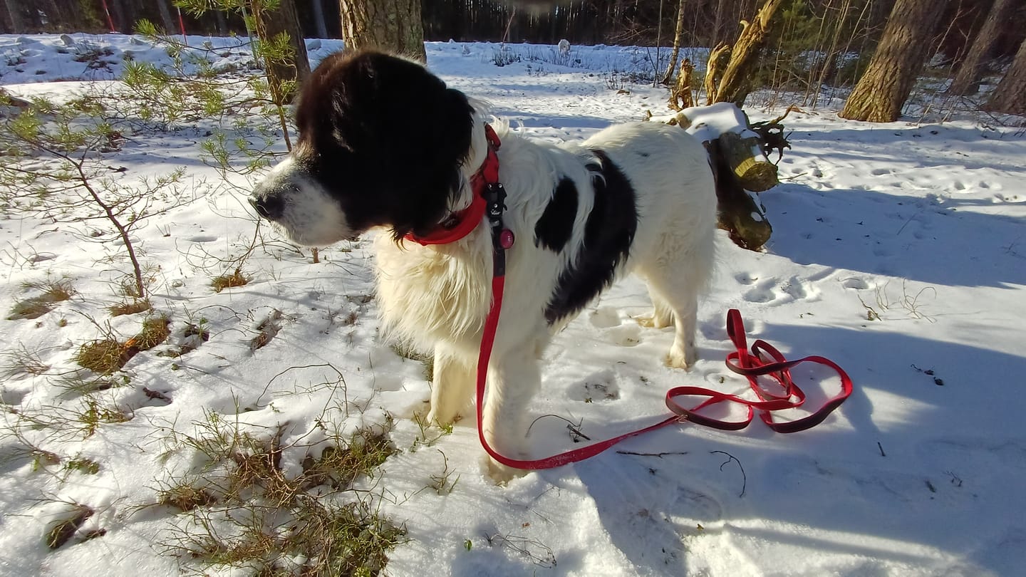 Customer photo review of Walk Leash Black Edition Rött - Säkert nylonkoppel i olika längder