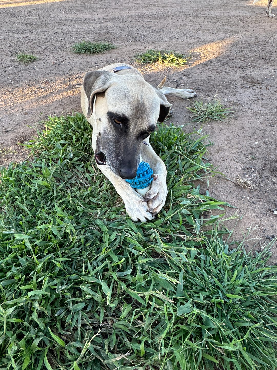 Customer photo review of TUFFPlay™ The Cruncher