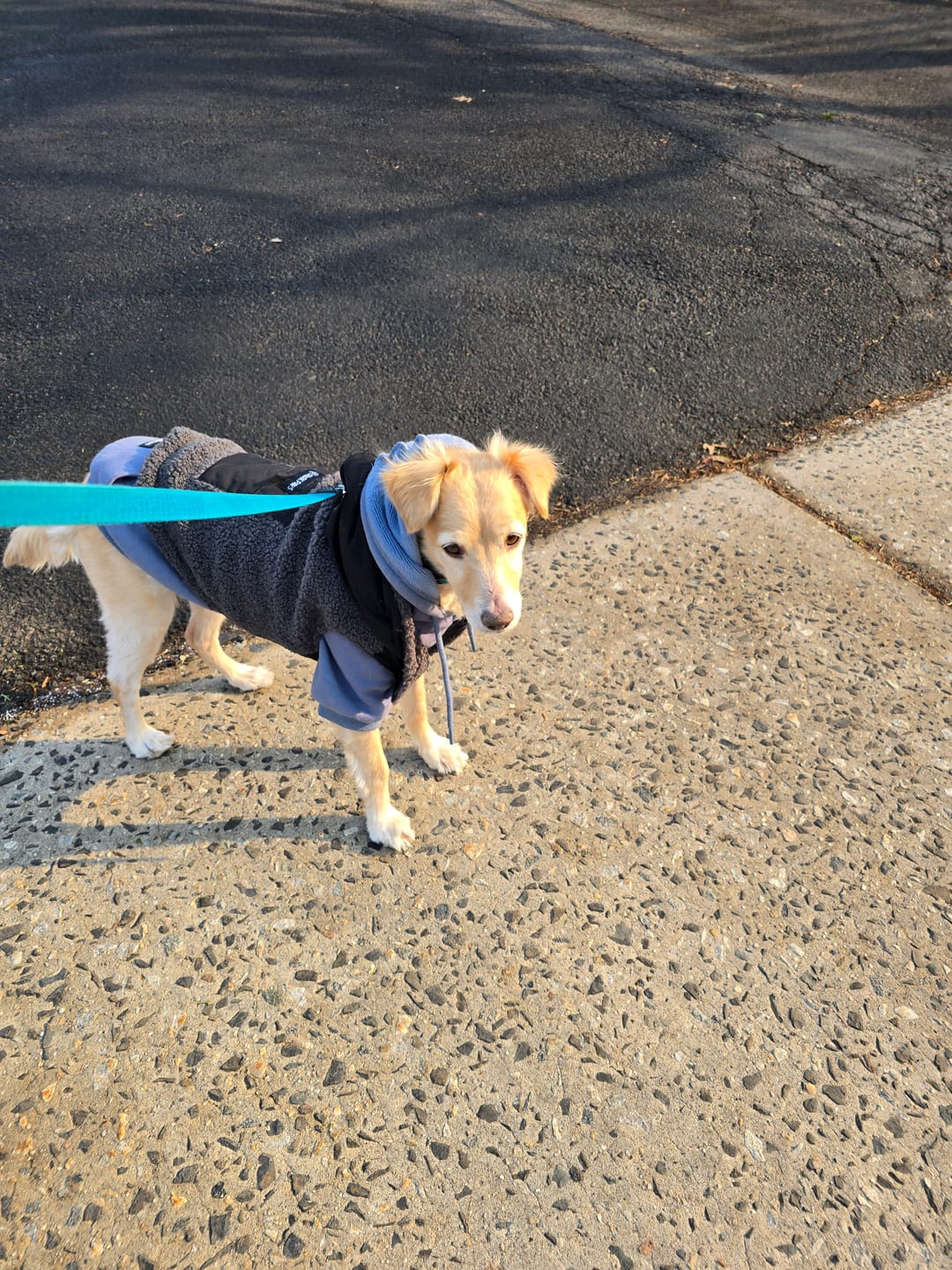 Customer photo review of Reversible Sherpa Jacket - Grey and Black