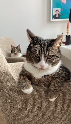 Customer photo review of by fonQ Weld Eetkamerstoel - Taupe