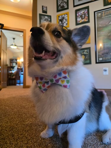 Customer photo review of Valentine’s Day Dog Bow Tie or Cat Bow Tie – Conversation Hearts Collar Accessory