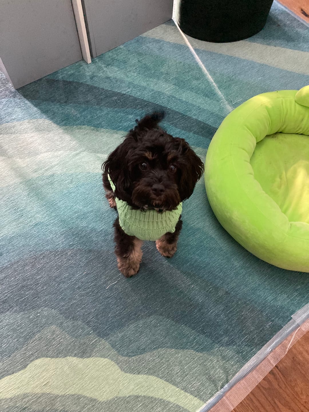 Customer photo review of Cable Knit Dog Sweaters