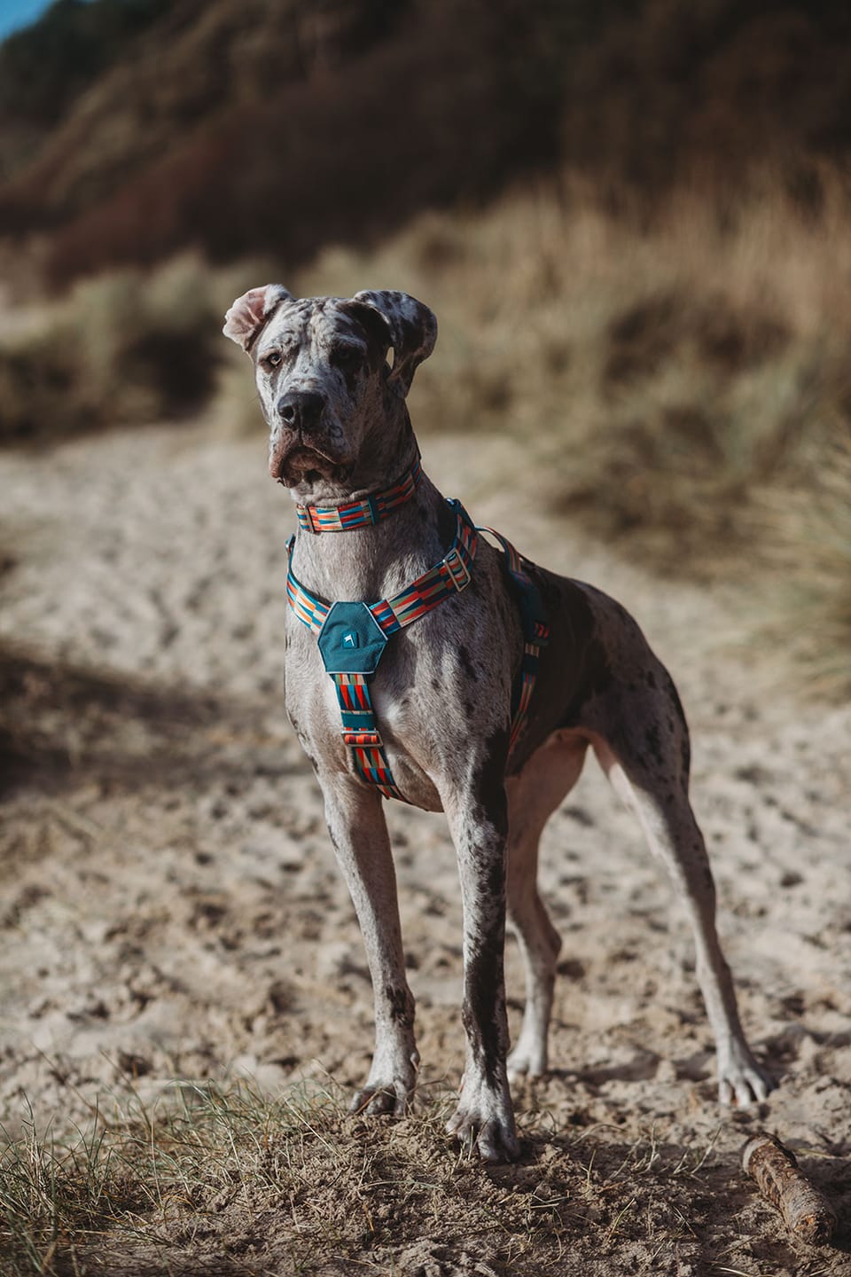 Customer photo review of Horizon Harness