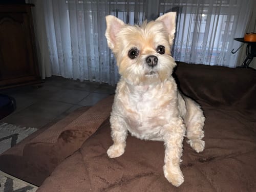 Customer photo review of Complément articulations