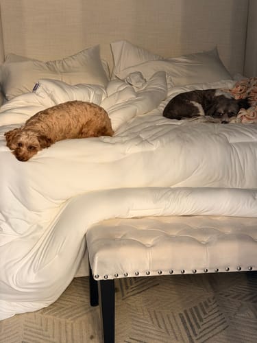 Customer photo review of MarshMellow Comforter