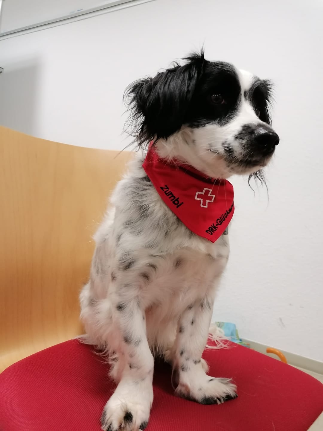 Customer photo review of Wurmtest Plus Hund