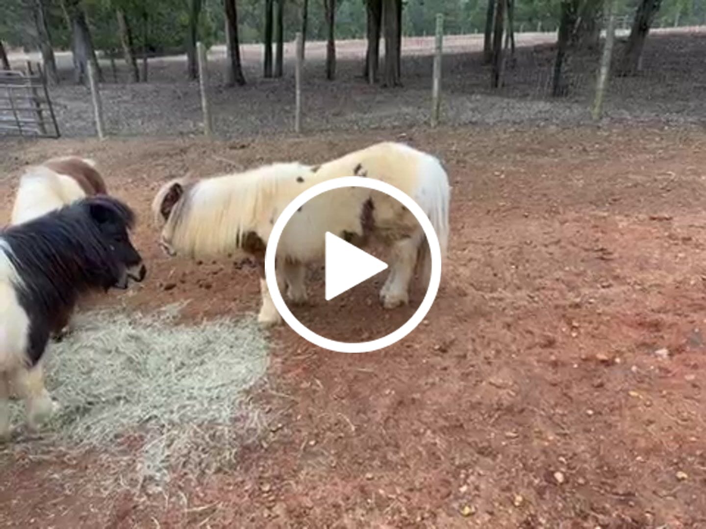 Customer video review of Equine Probiotic Pellets