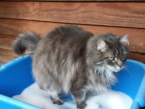 Customer photo review of 3 Month Supply - 1 Cat