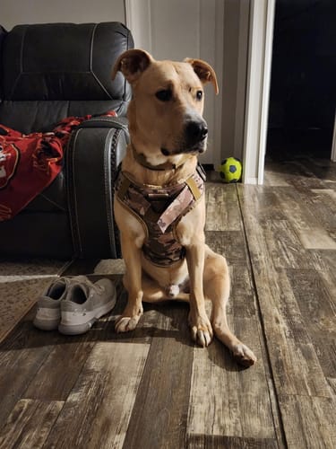 Customer's dog sitting indoors on a wood floor wearing the camo Tactical K9 Dog Harness.