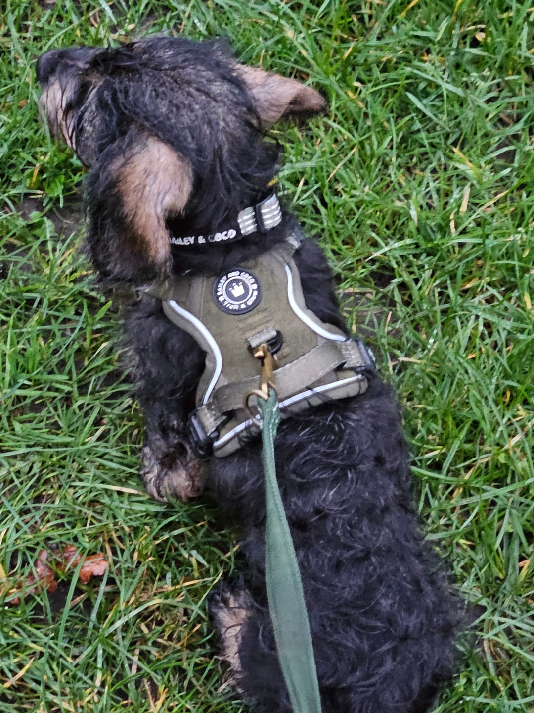 Customer photo review of Trail & Glow® Dog Harness - The Khaki One