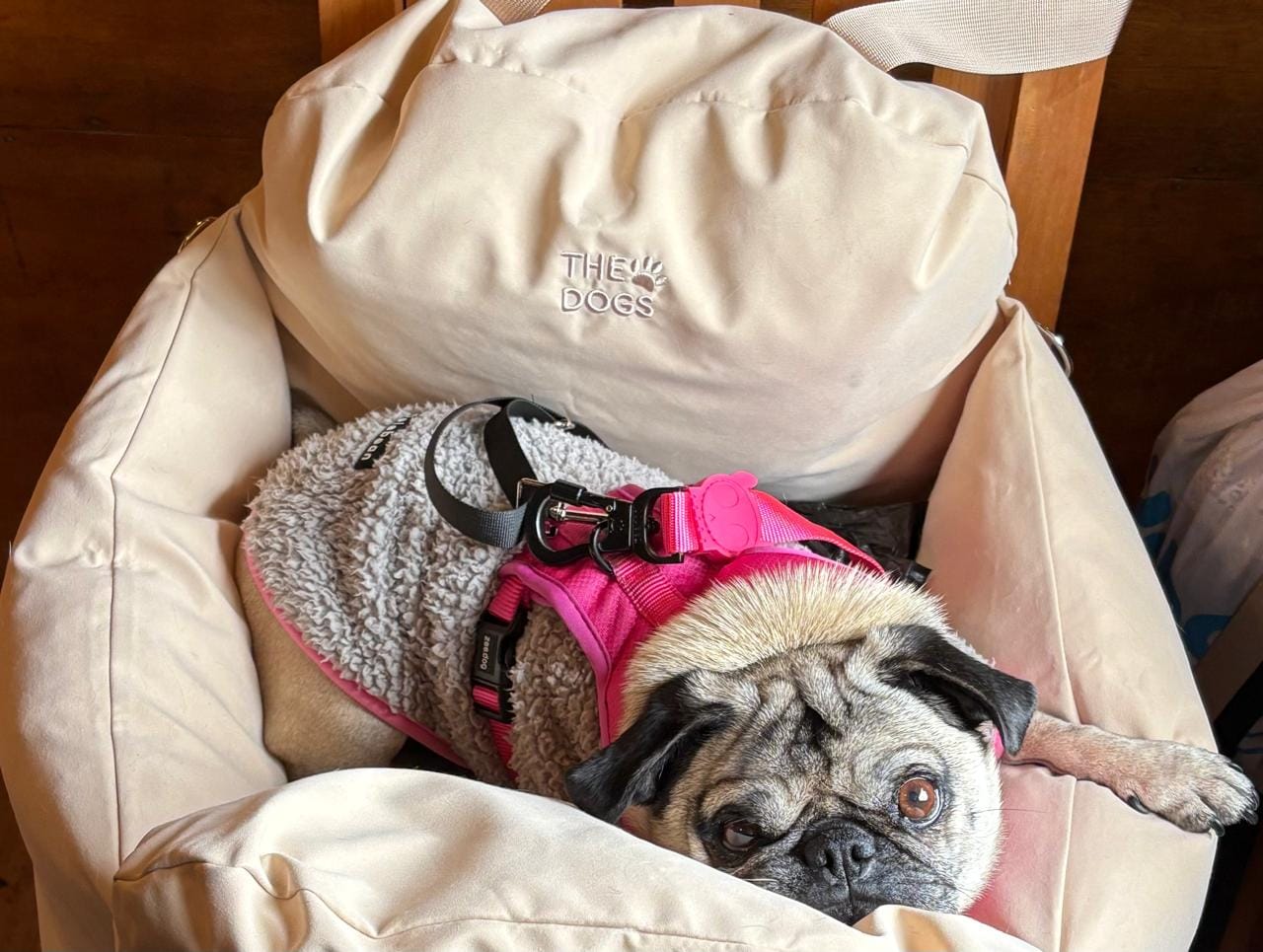 Customer photo review of Asiento Primera Clase THE DOGS — Viajes seguros y cómodos