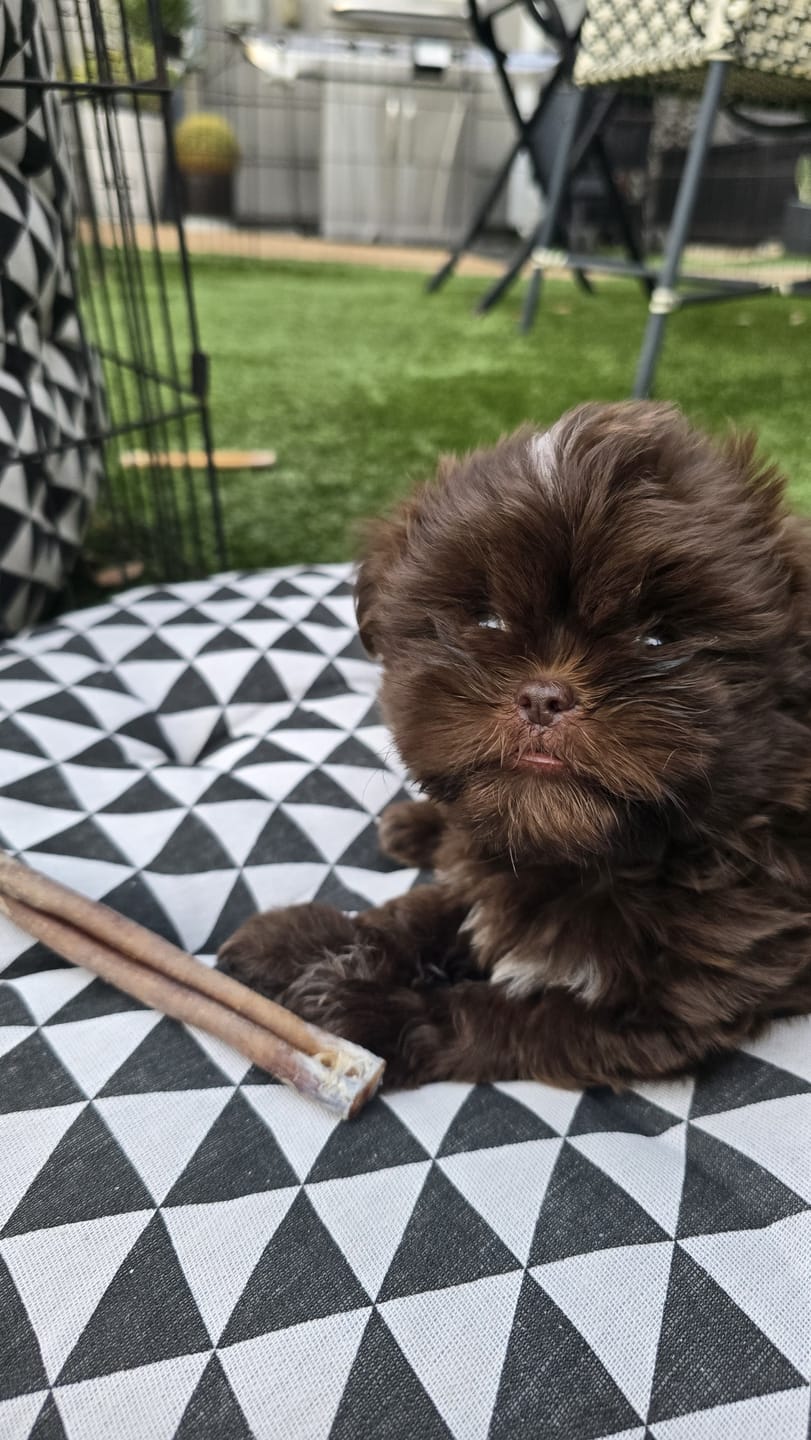 Customer photo review of 6 Inch Standard Bully Sticks