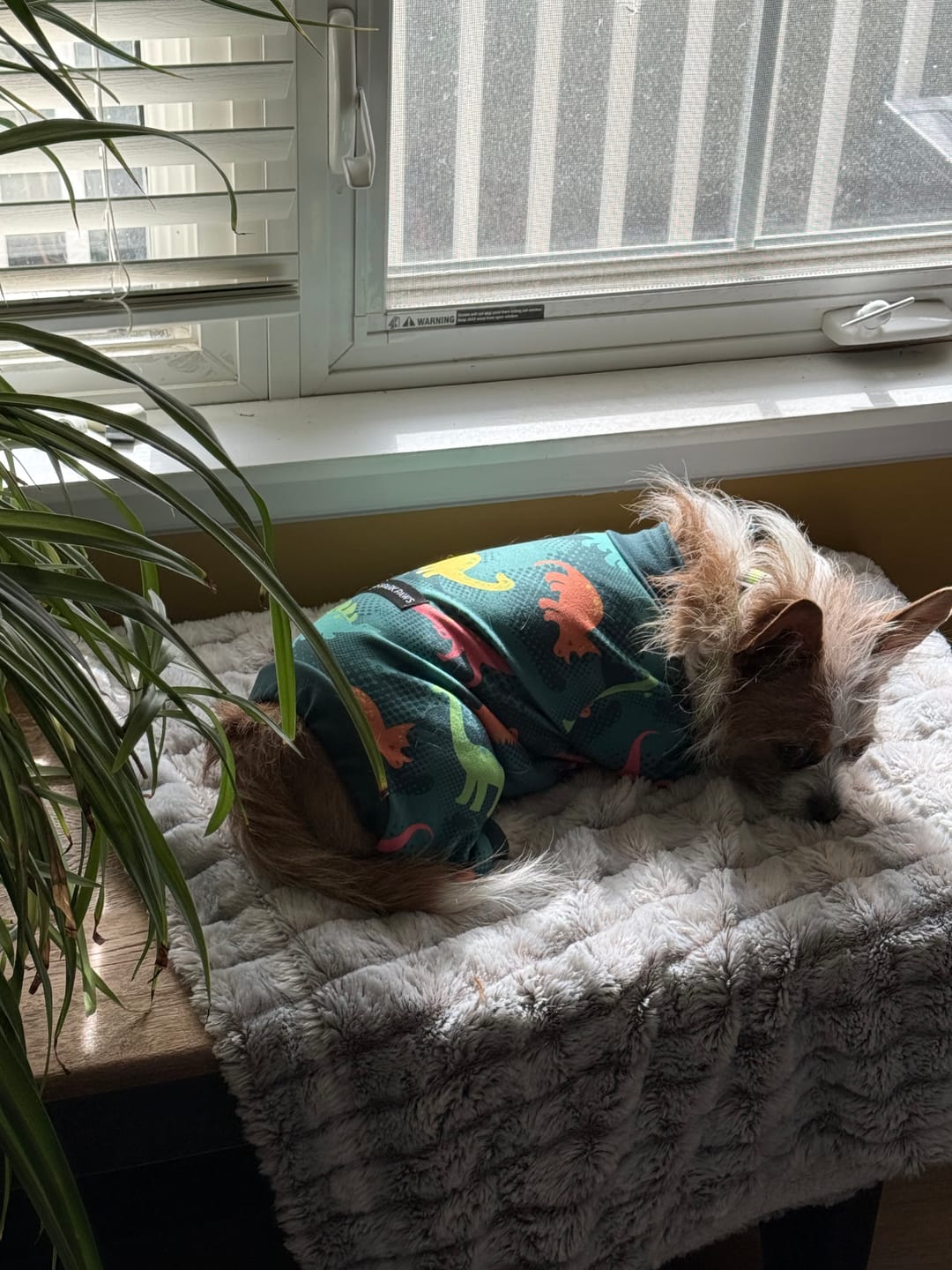 Customer photo review of Dog Pajama - Dinosaurs