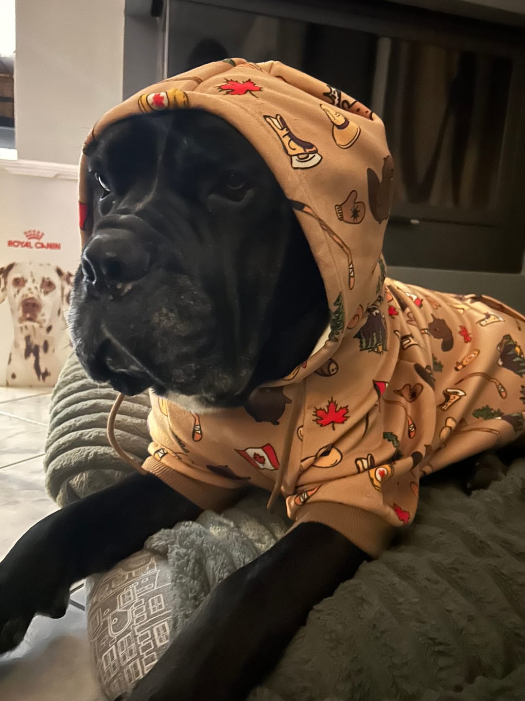 Customer photo review of Canada Dog Hoodie