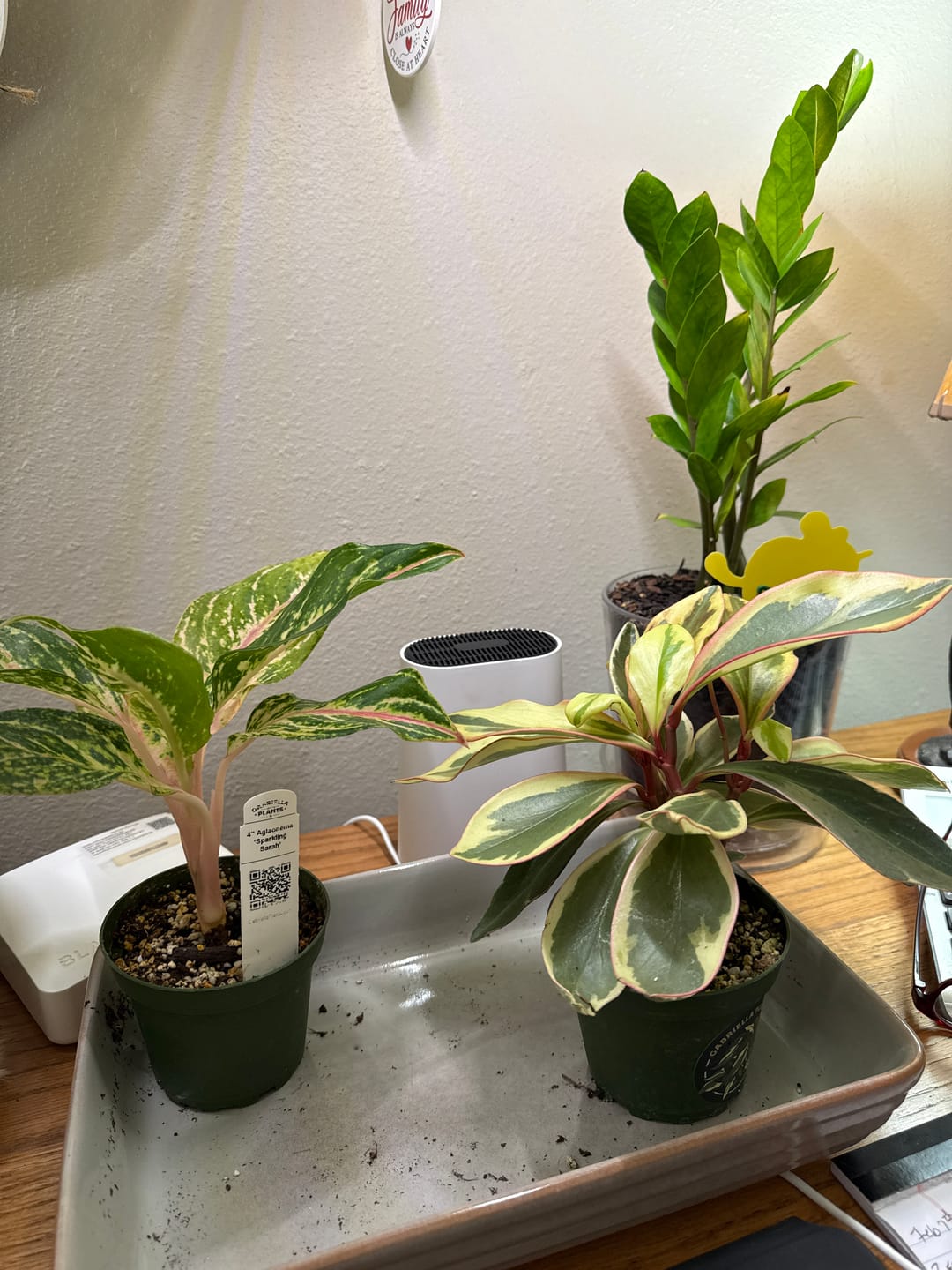 Customer photo review of Peperomia clusiifolia 'Ginny'