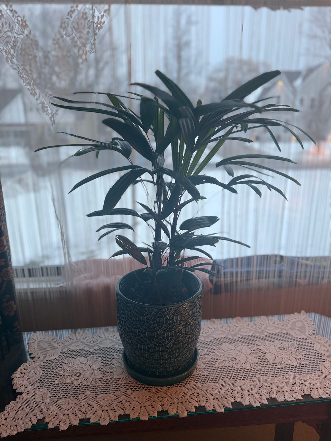 Customer photo review of Lady Palm, Rhapis Excelsa, Indoor Queen Palm