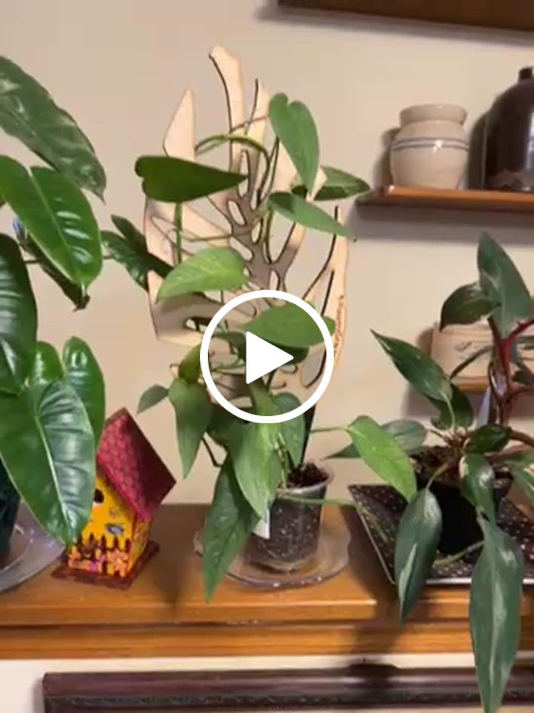 Customer video review of BARE™ Monstrella™ - Customizable Monstera shaped wooden plant support