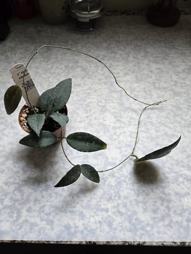 Customer's small Hoya caudata plant with dark leaves and a long, thin vine on a countertop.