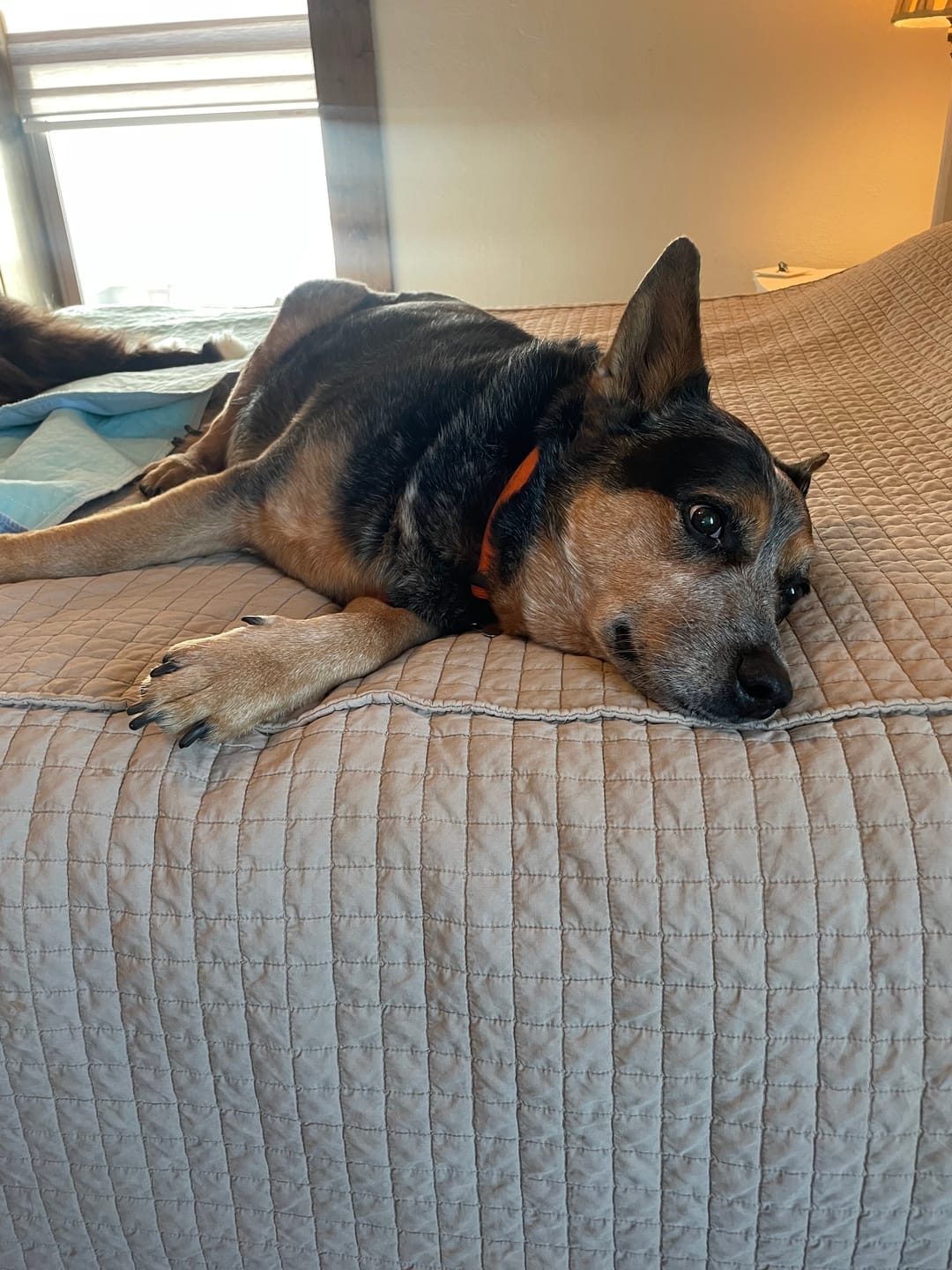 Customer photo review of OptiWize Collagen +Plus Dog and Cat Joint Health Supplement