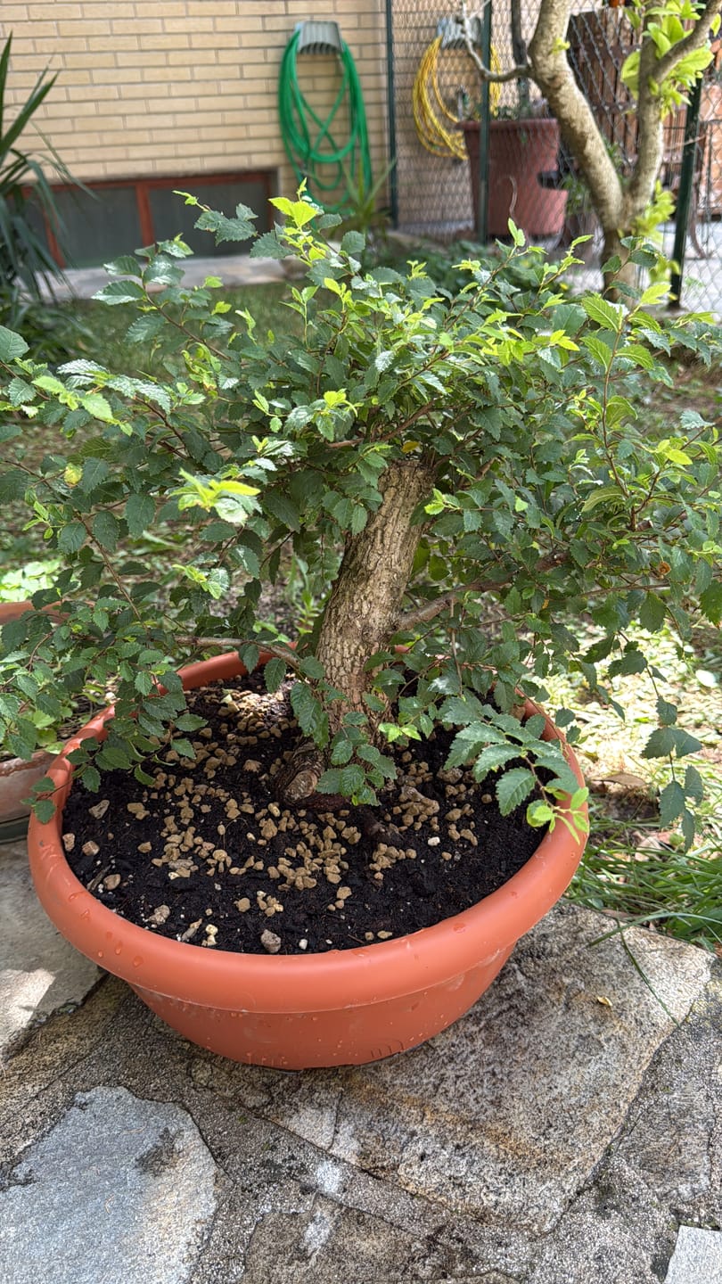 Customer photo review of Bundle 8 Video Corsi di Lavorazione Bonsai