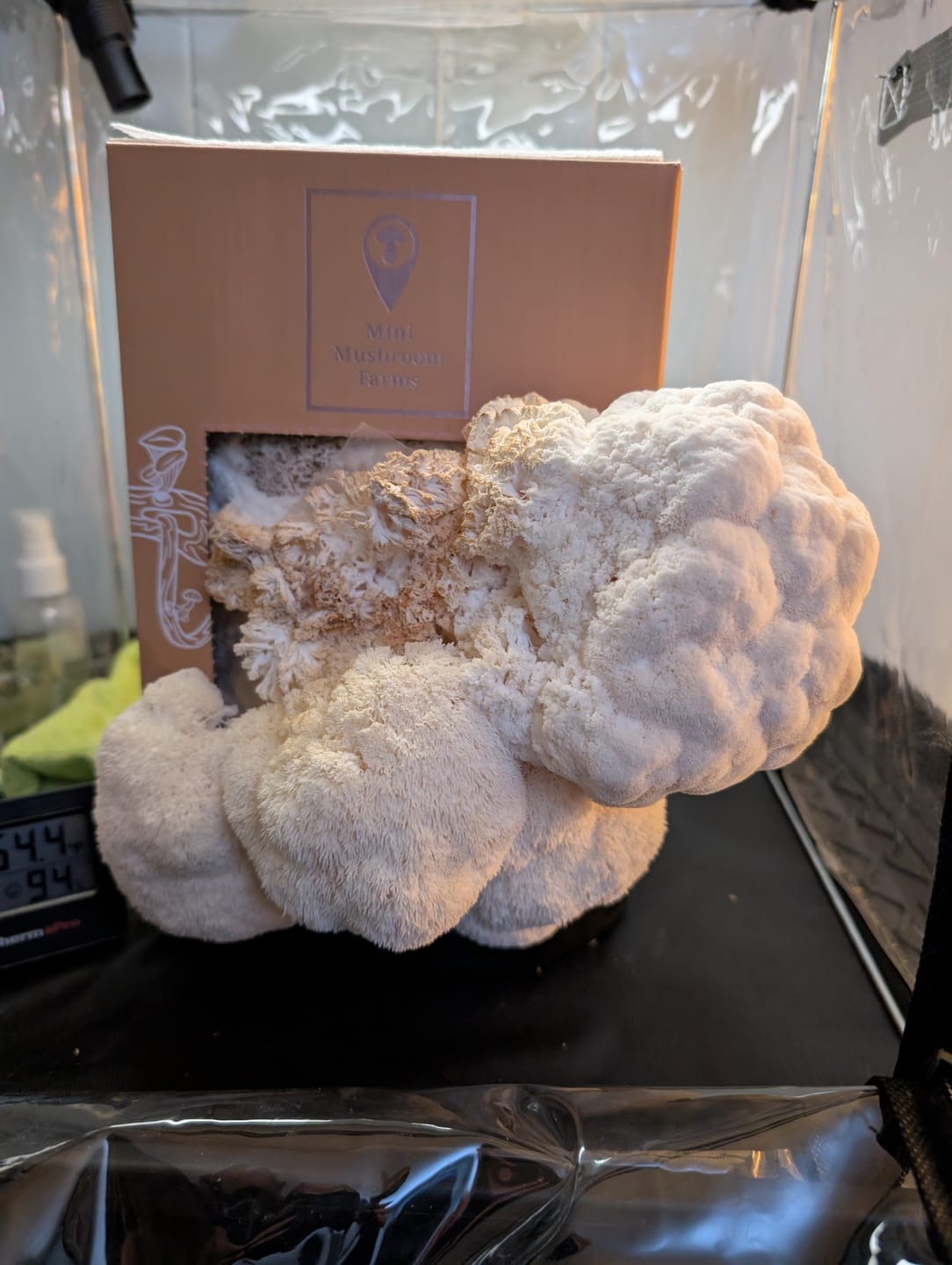 Customer photo review of Mushroom Grow Kits