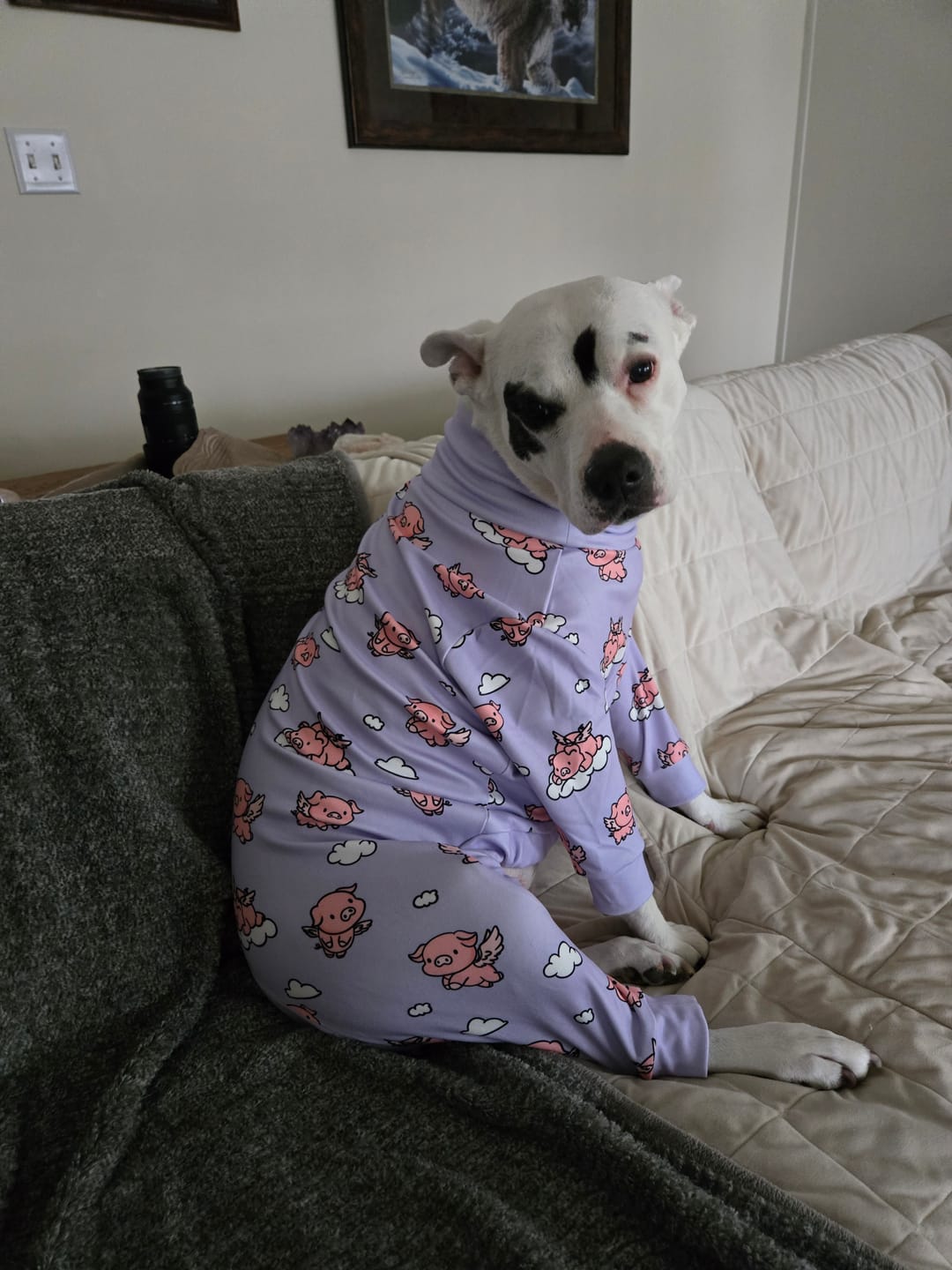 Customer photo review of Dog Pajama - When Pigs Fly