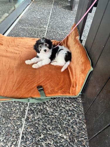 Customer photo review of Transformable Pet Living Mat